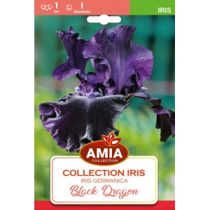 Bulbi de iris Black Dragon, 1 bucata, Amia